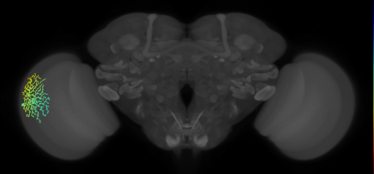 Dm18_L (MaleCNS:13347)