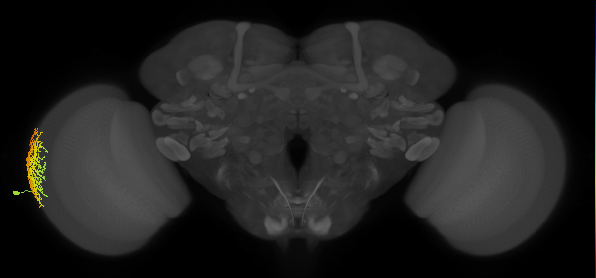 Dm18_L (MaleCNS:13628)