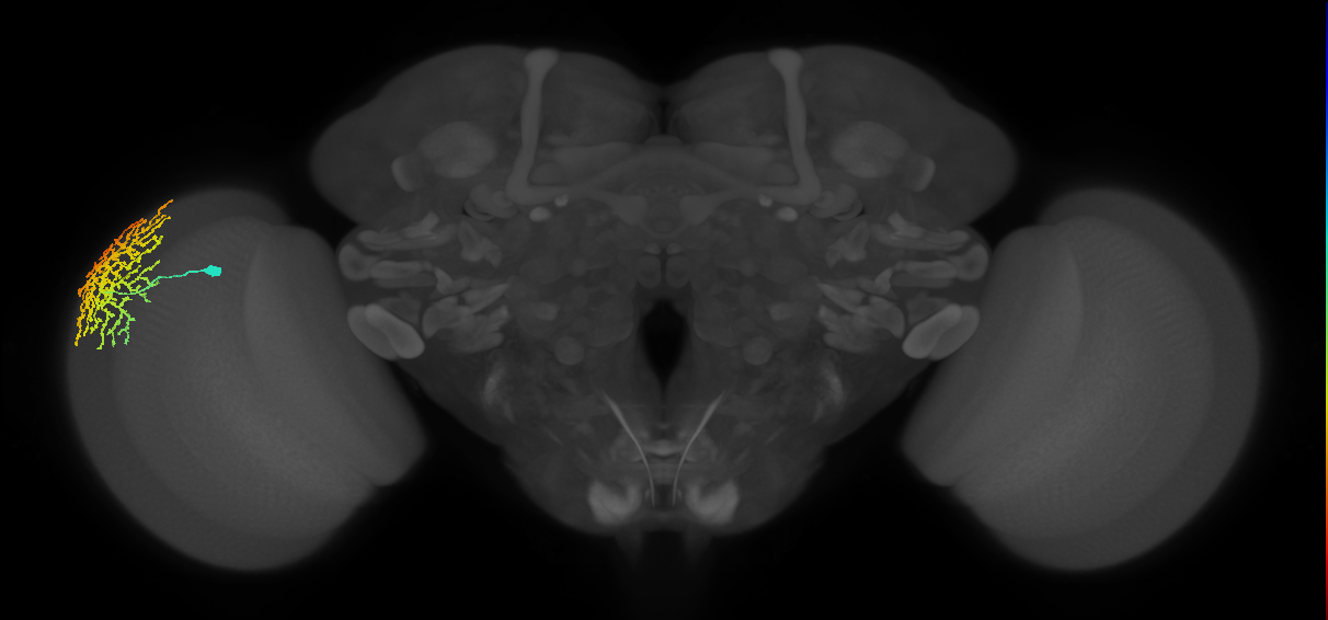 Dm18_L (MaleCNS:16081)