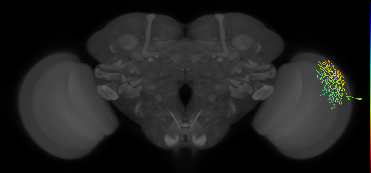 Dm18_R (MaleCNS:24463)
