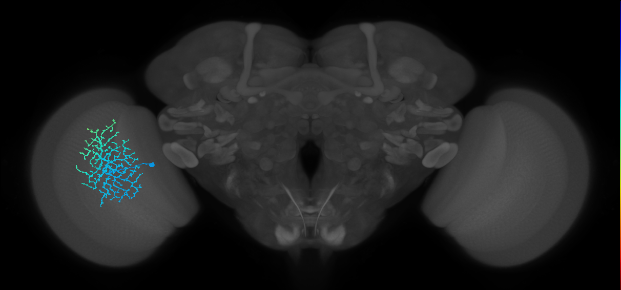 Dm18_L (MaleCNS:520560)