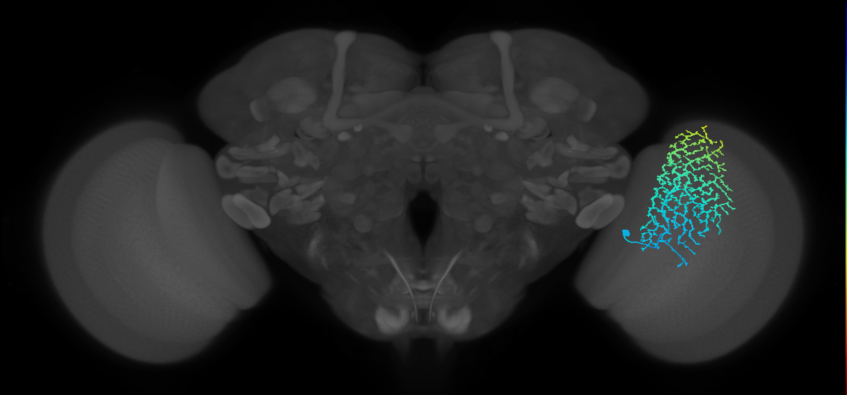 Dm18_R (MaleCNS:15858)