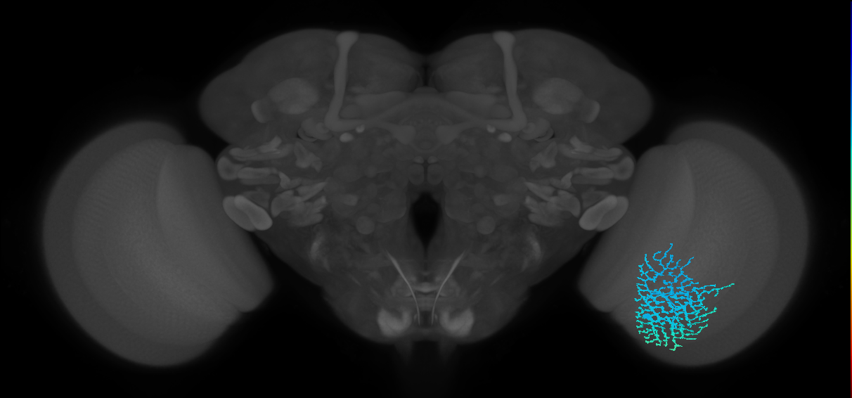 Dm18_R (MaleCNS:16538)