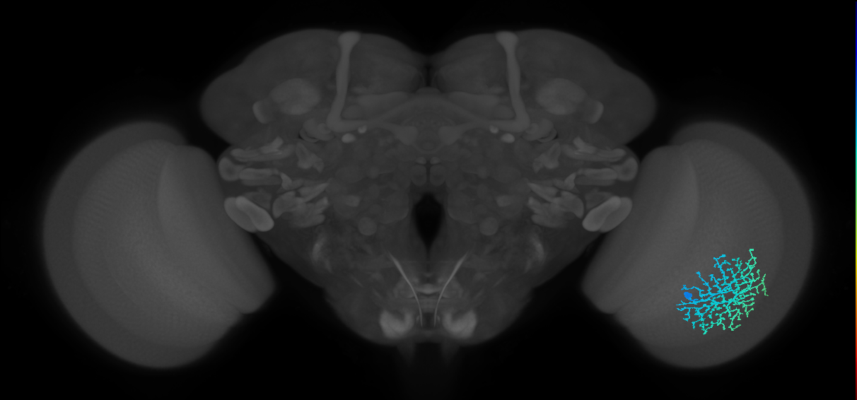 Dm18_R (MaleCNS:18963)