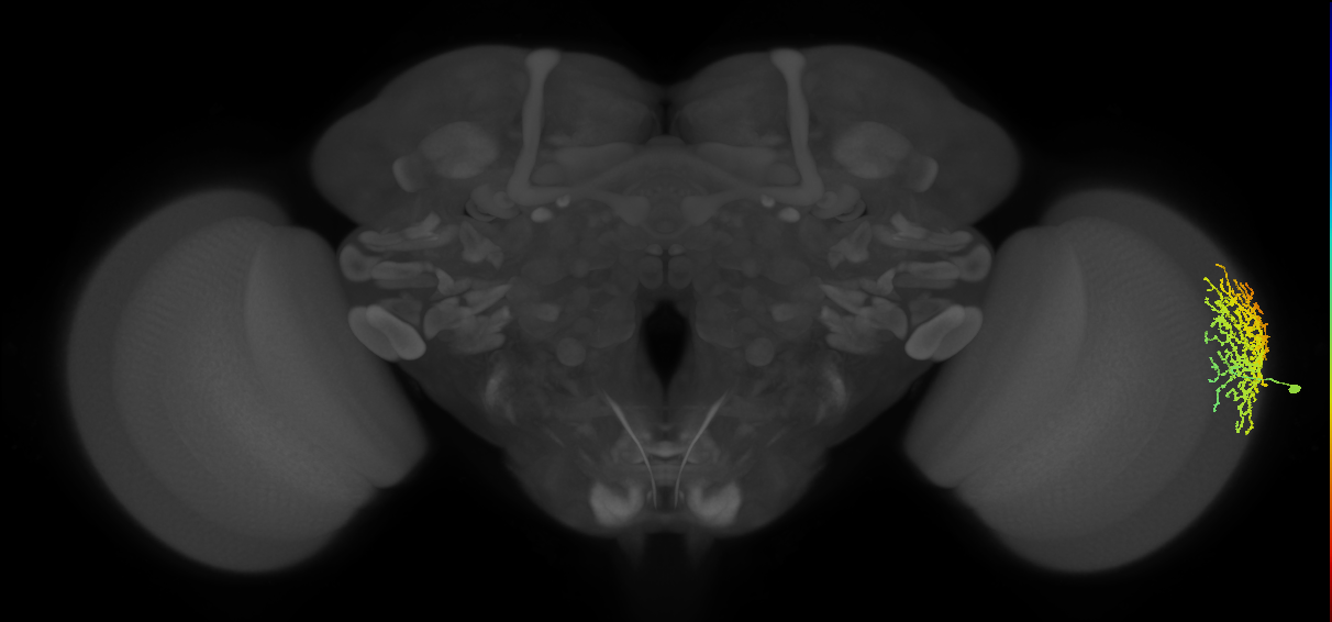 Dm18_R (MaleCNS:547689)