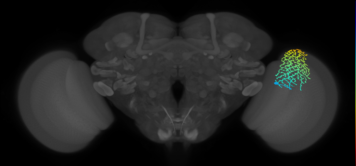 Dm18_R (MaleCNS:15412)