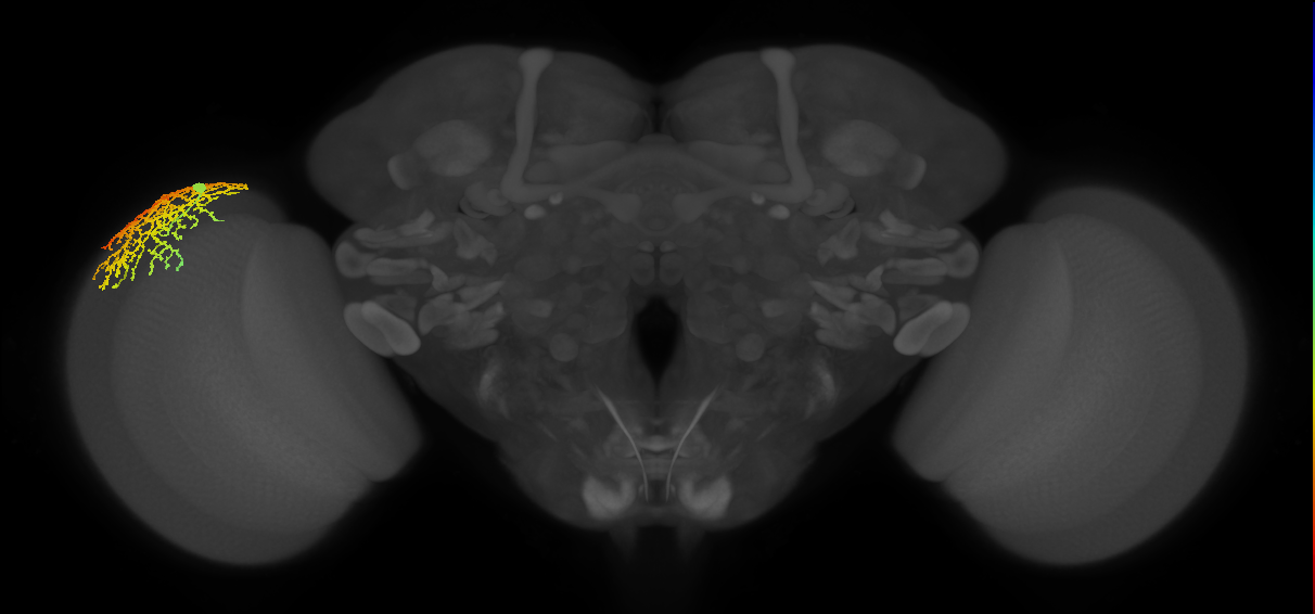 Dm18_L (MaleCNS:15423)