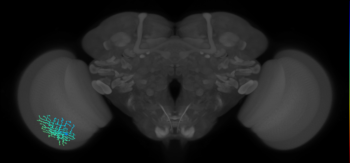 Dm18_L (MaleCNS:13380)