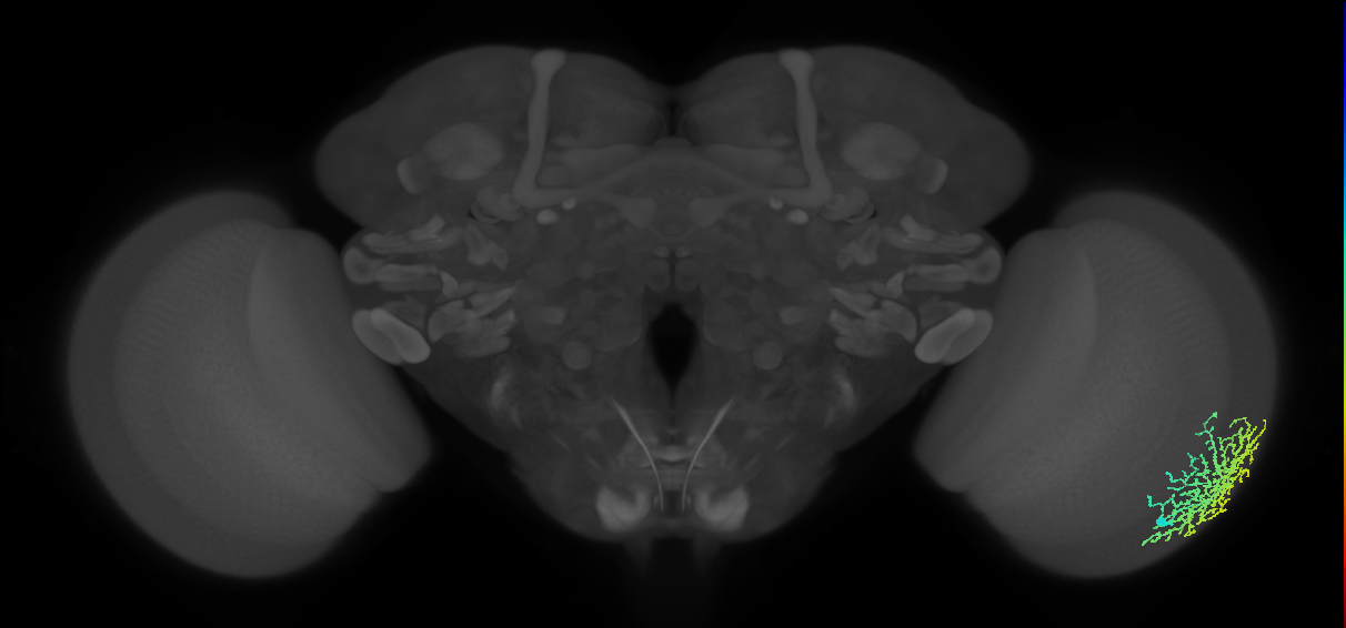 Dm18_R (MaleCNS:18712)