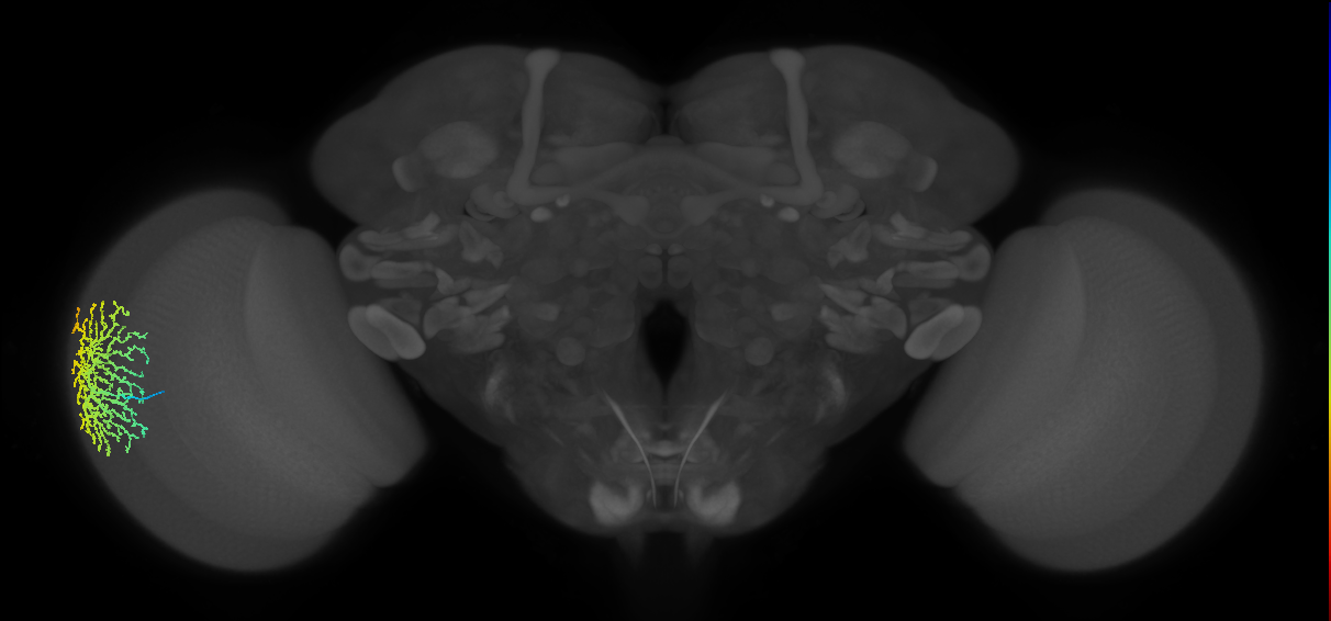 Dm18_L (MaleCNS:10932)