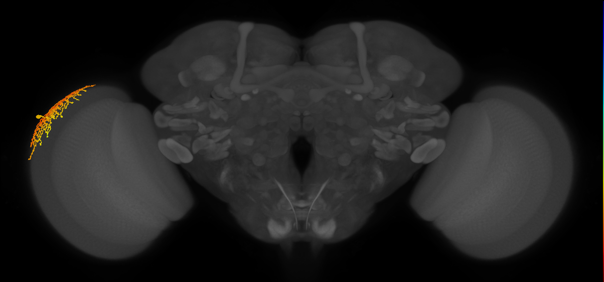 Dm18_L (MaleCNS:14255)