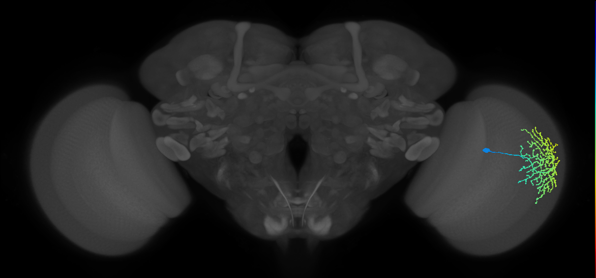 Dm18_R (MaleCNS:16743)