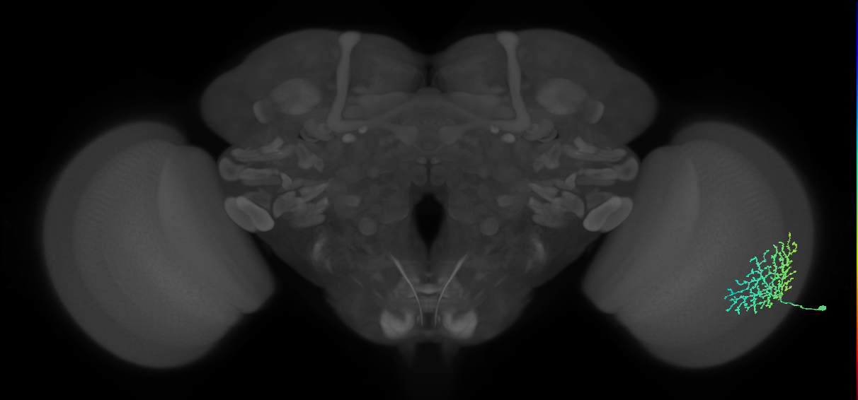 Dm18_R (MaleCNS:20538)