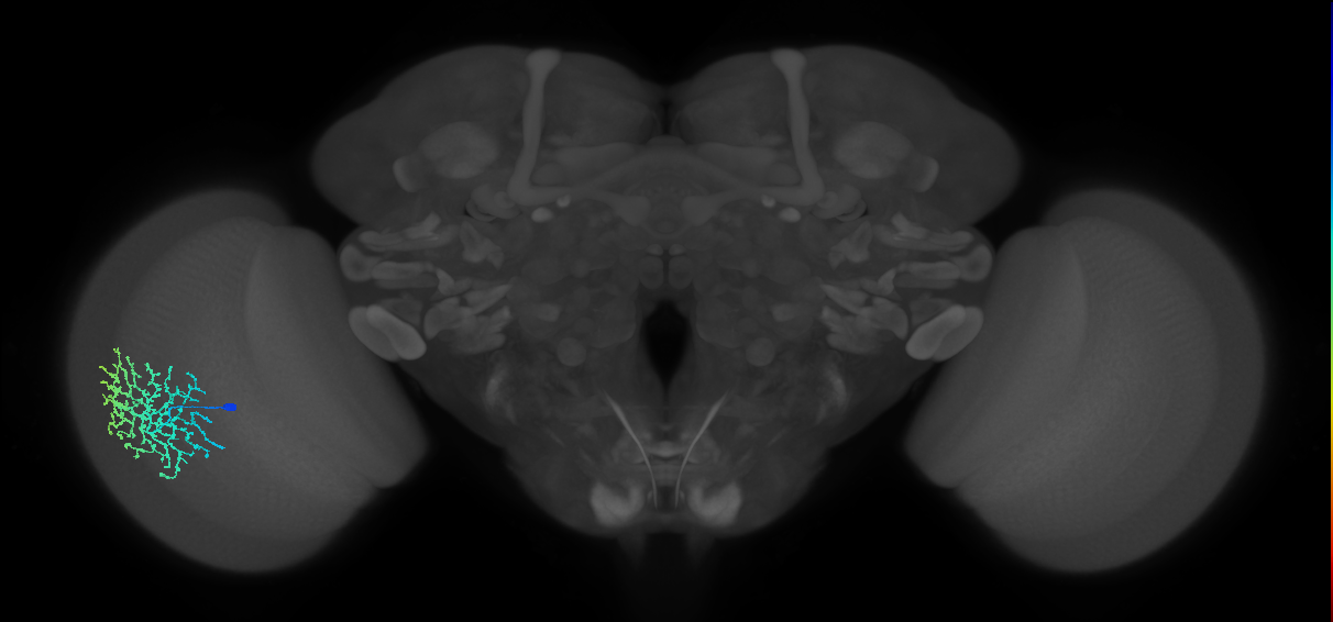 Dm18_L (MaleCNS:17514)