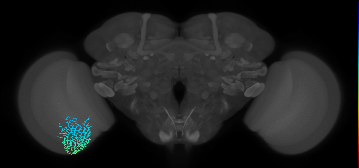 Dm18_L (MaleCNS:523010)