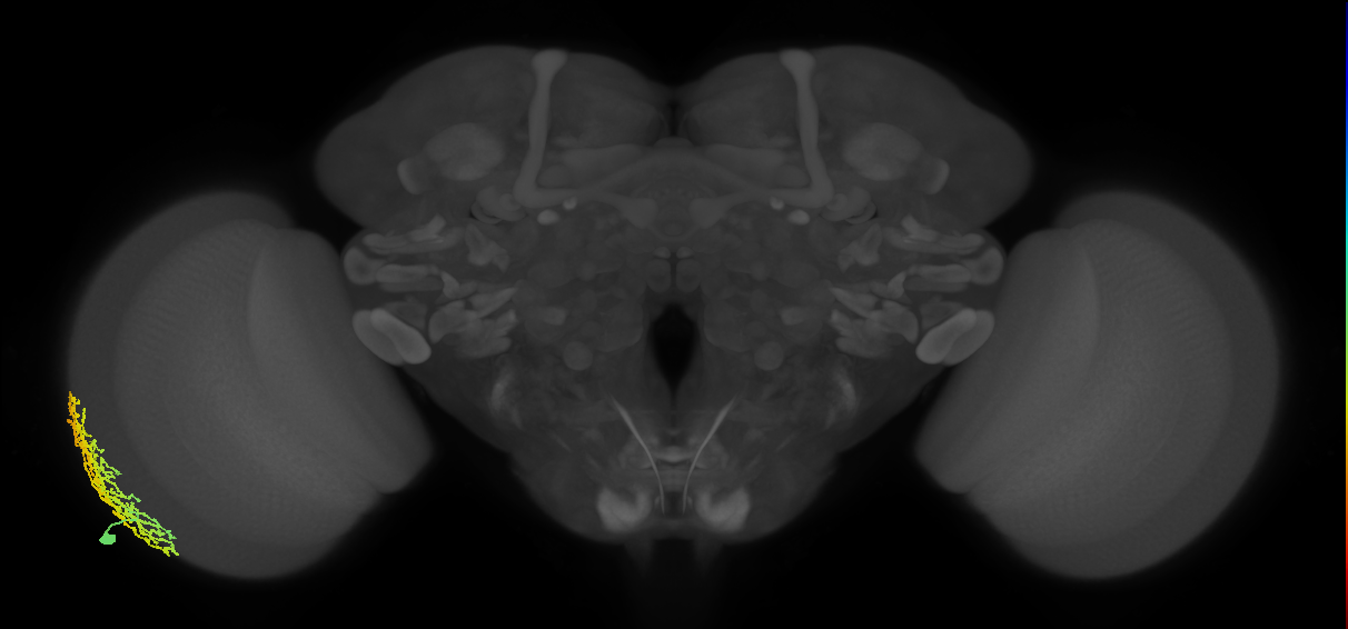 Dm18_L (MaleCNS:14449)