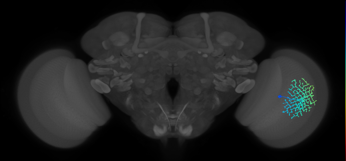 Dm18_R (MaleCNS:18391)