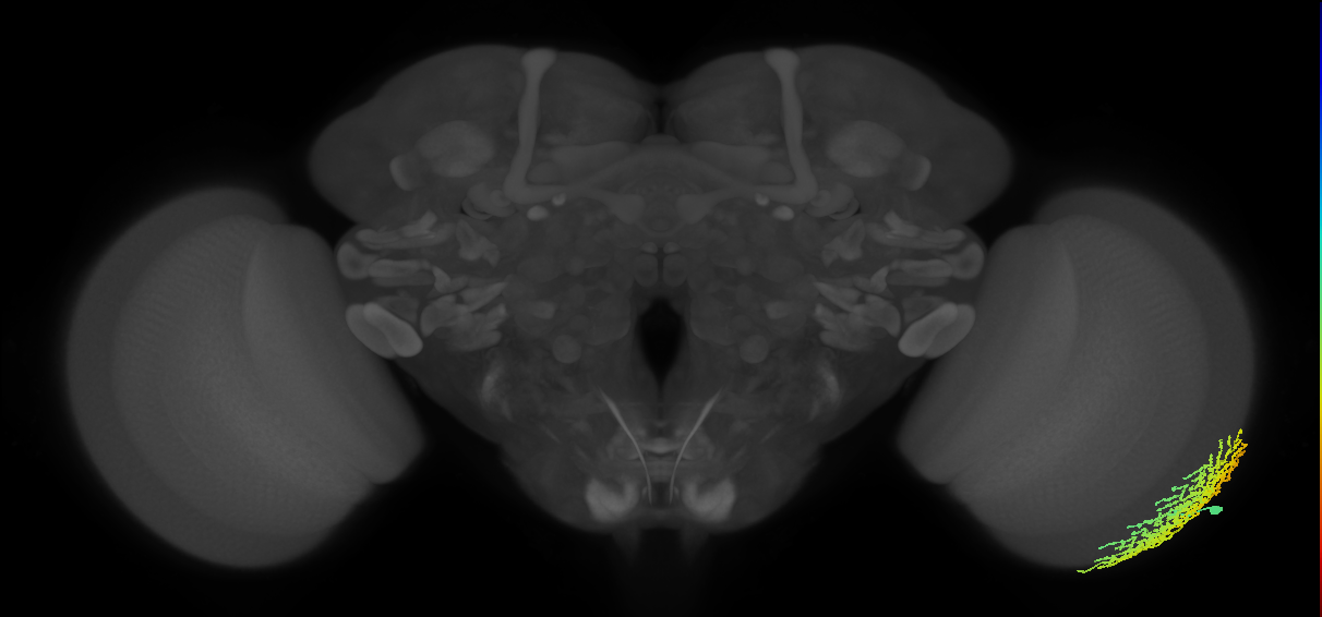 Dm18_R (MaleCNS:15494)