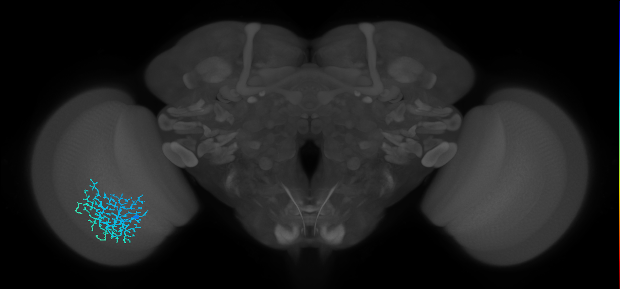 Dm18_L (MaleCNS:17053)