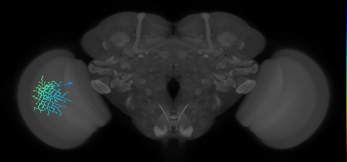 Dm18_L (MaleCNS:520464)