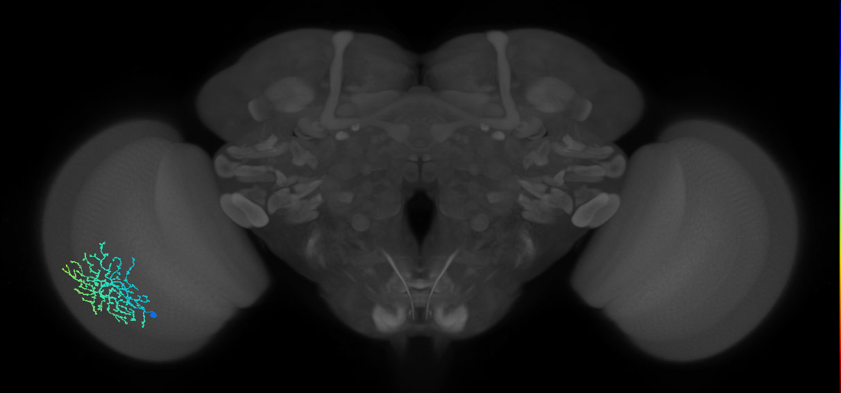 Dm18_L (MaleCNS:539330)