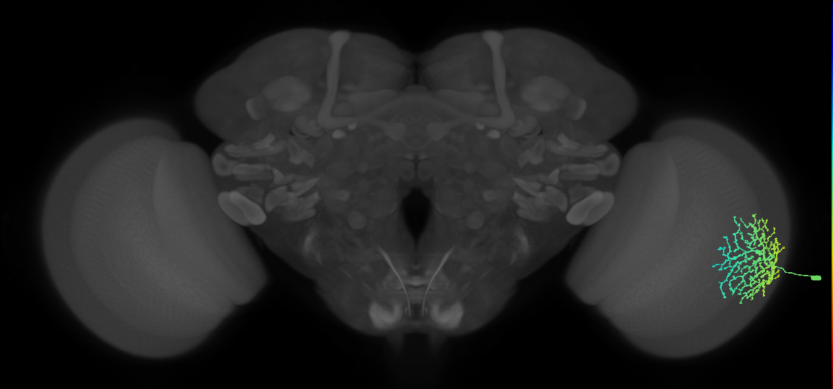 Dm18_R (MaleCNS:18743)