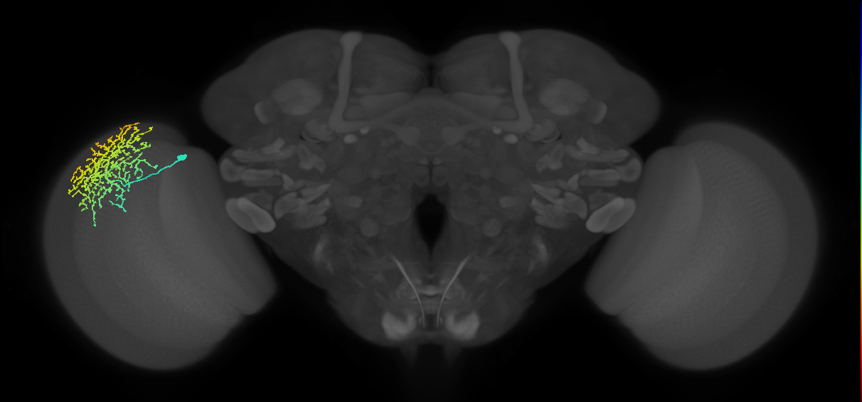 Dm18_L (MaleCNS:13205)