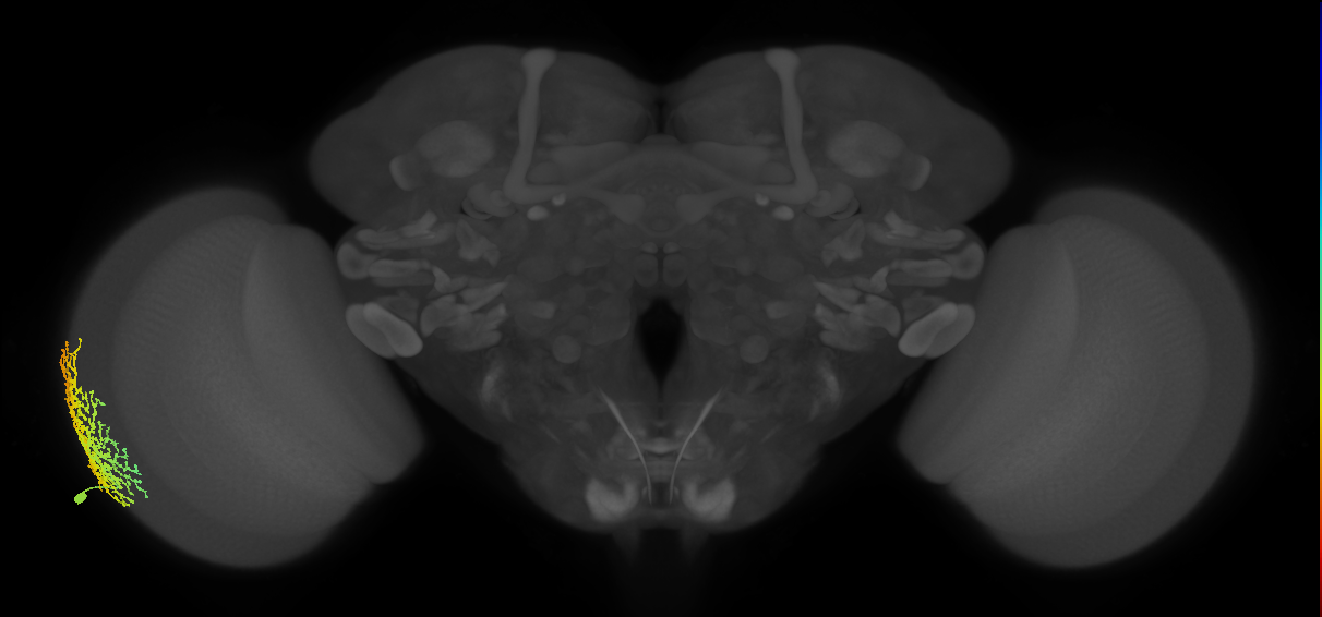 Dm18_L (MaleCNS:14263)