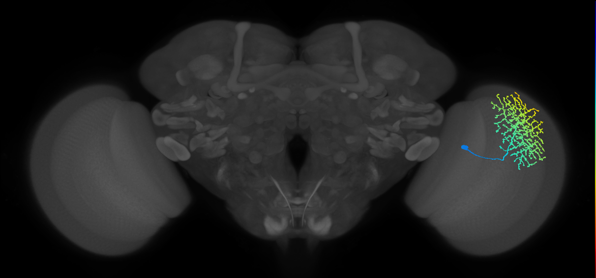 Dm18_R (MaleCNS:15562)