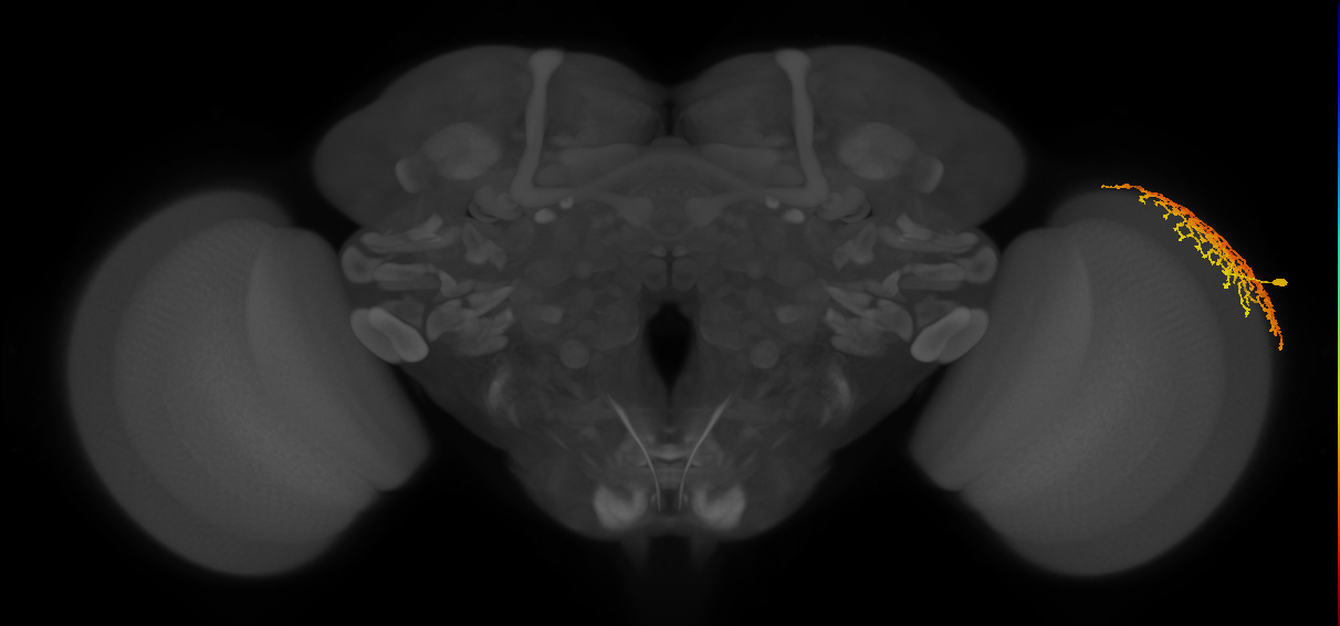 Dm18_R (MaleCNS:17086)