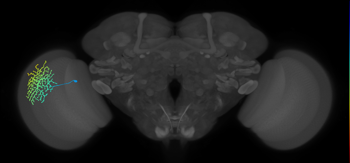 Dm18_L (MaleCNS:13730)