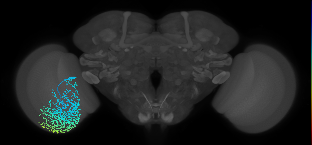 Dm19_L (MaleCNS:520288)