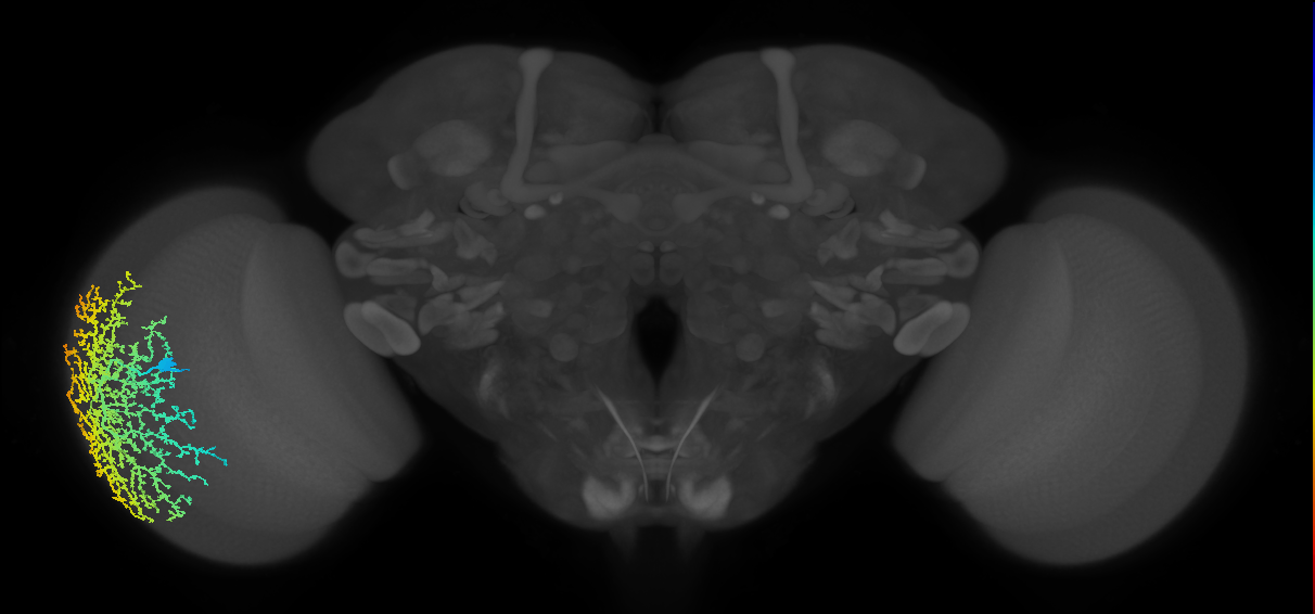 Dm19_L (MaleCNS:11024)