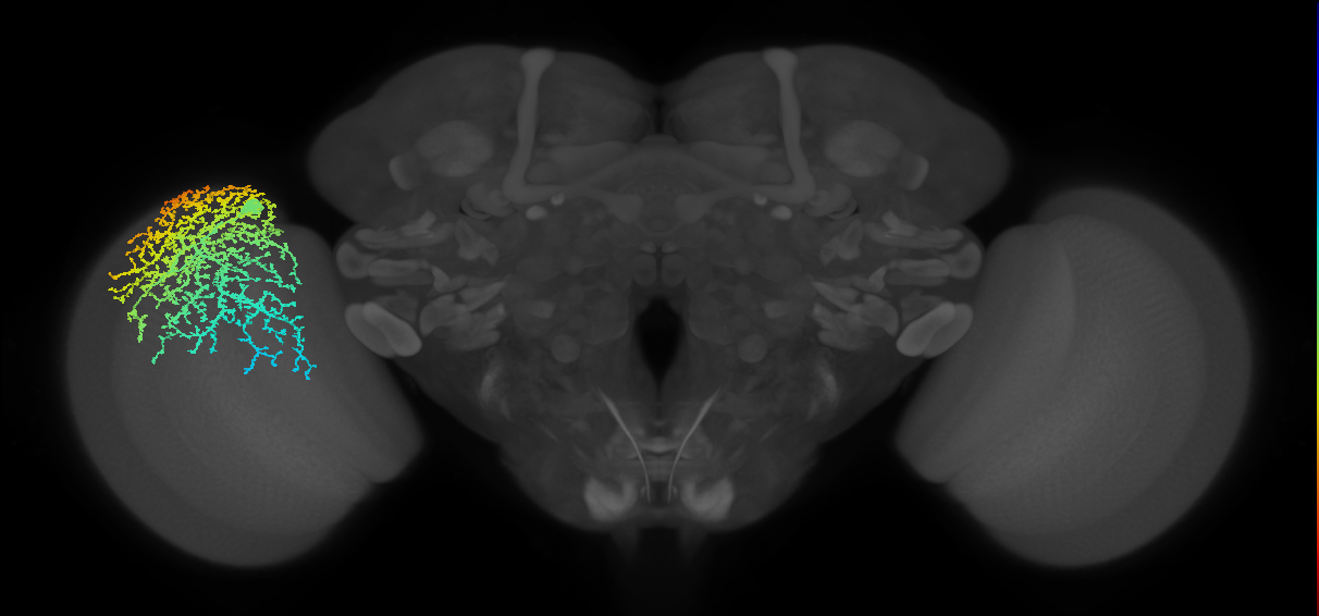 Dm19_L (MaleCNS:10572)