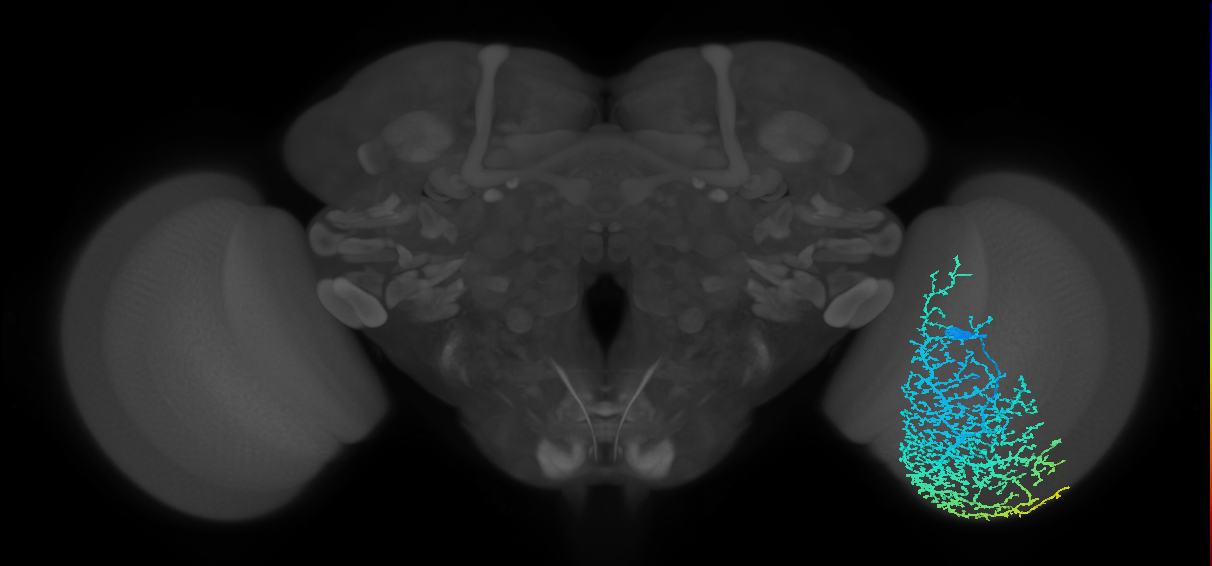 Dm19_R (MaleCNS:12204)