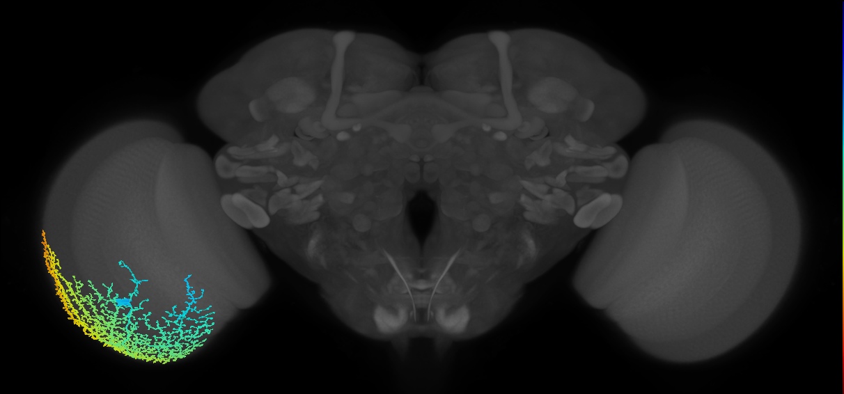 Dm19_L (MaleCNS:11412)