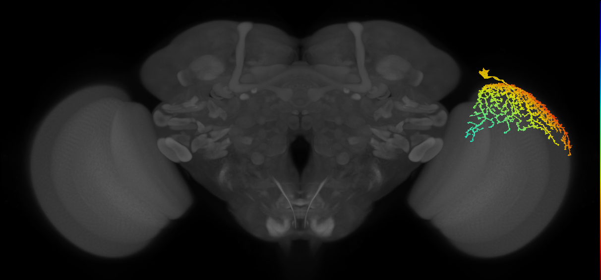 Dm19_R (MaleCNS:12087)