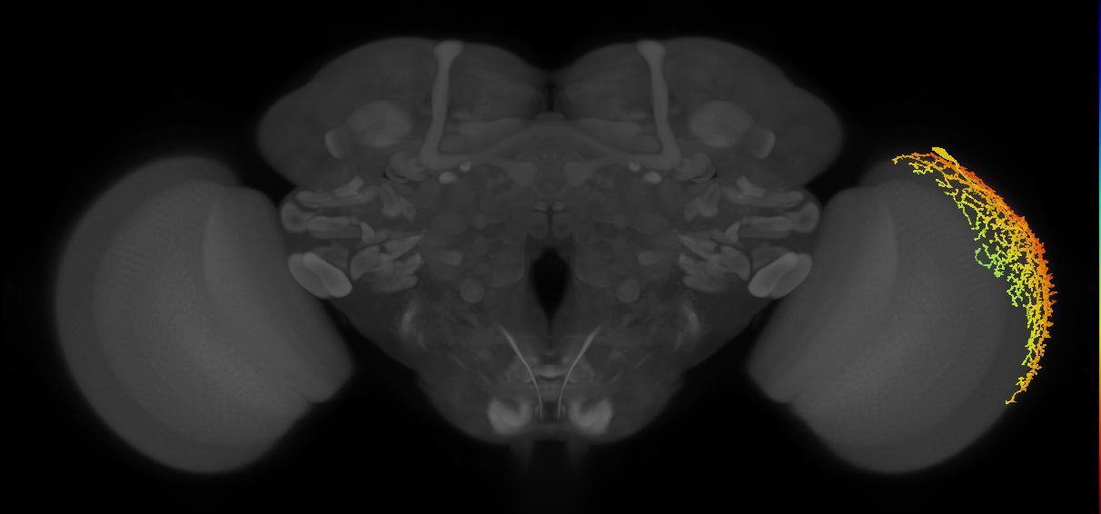 Dm19_R (MaleCNS:12011)