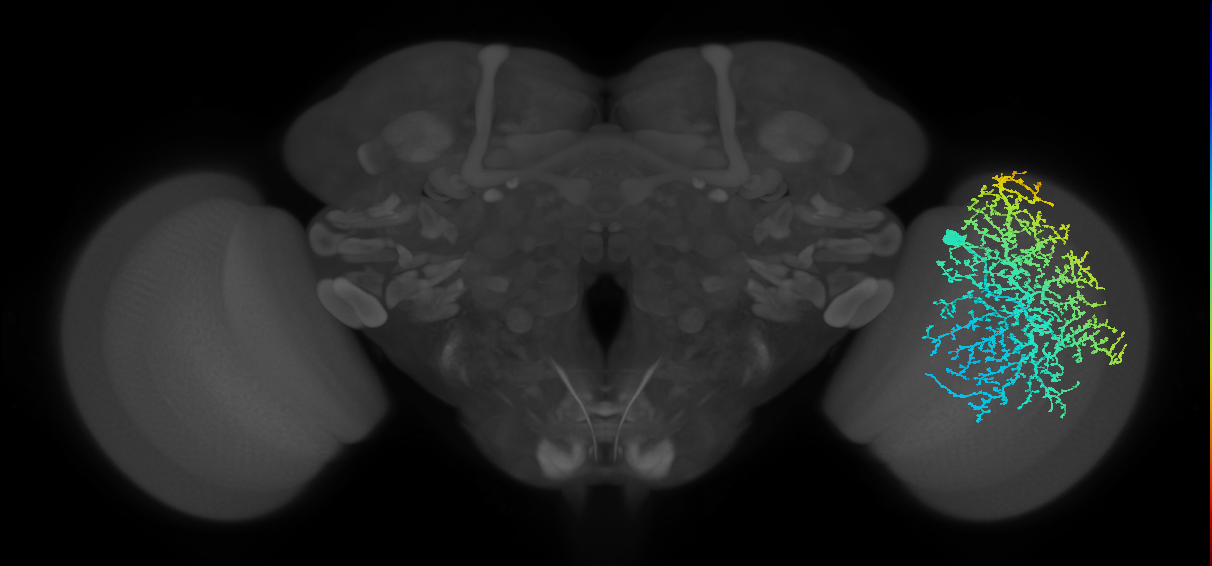 Dm19_R (MaleCNS:12193)