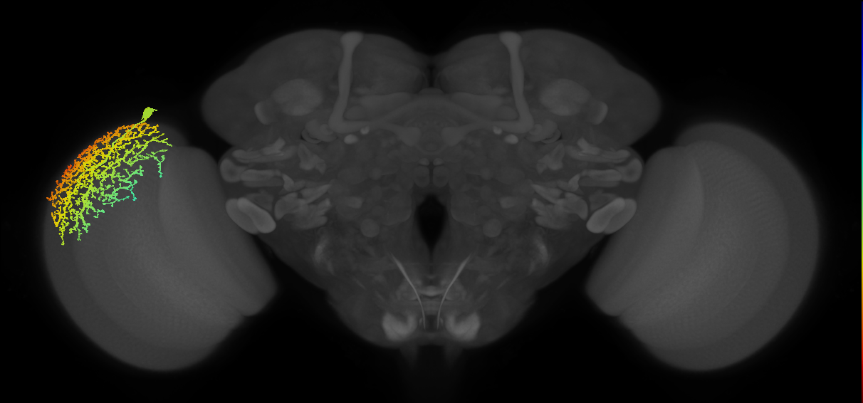Dm19_L (MaleCNS:520547)