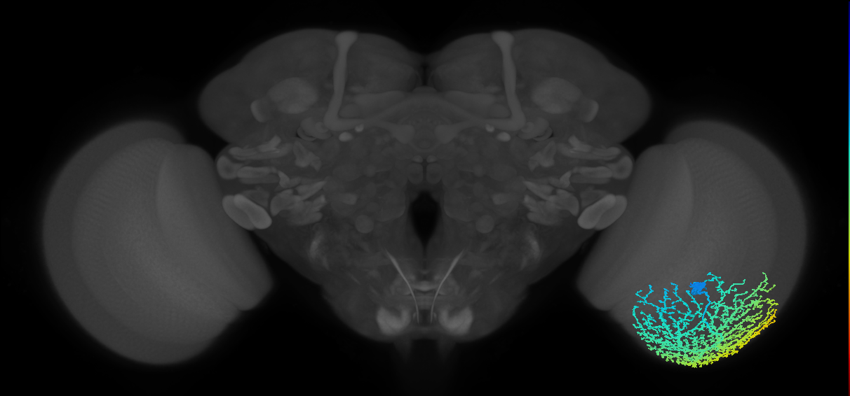 Dm19_R (MaleCNS:11852)