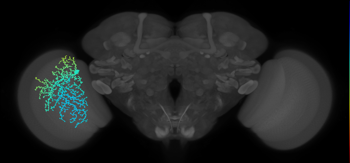 Dm19_L (MaleCNS:54130)