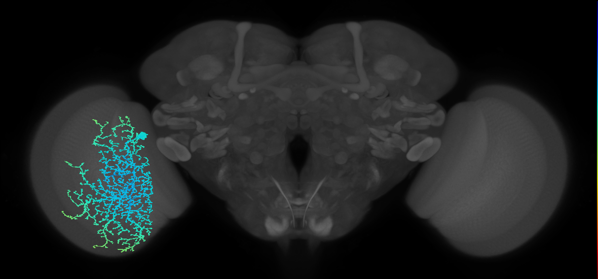 Dm19_L (MaleCNS:10953)