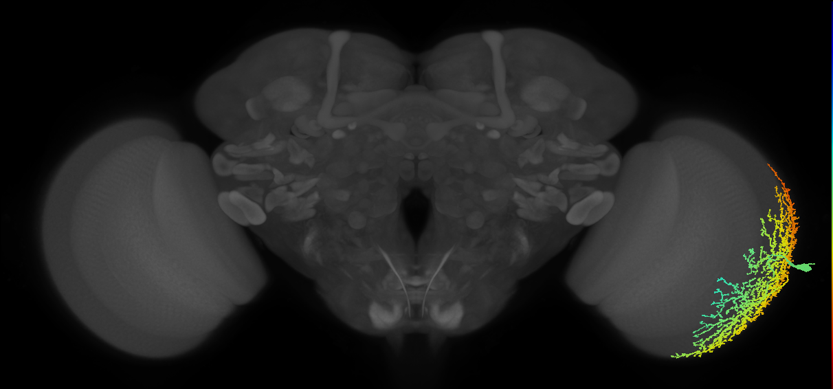 Dm19_R (MaleCNS:12436)