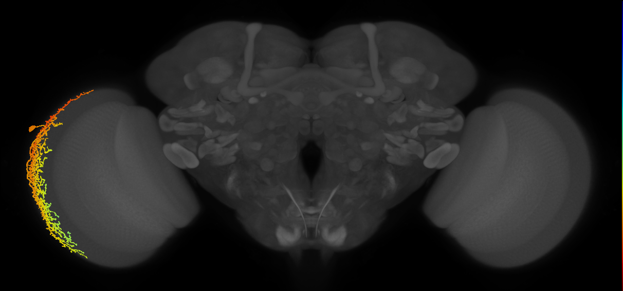 Dm19_L (MaleCNS:12672)