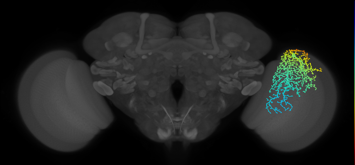 Dm19_R (MaleCNS:12823)