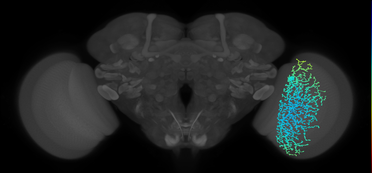Dm19_R (MaleCNS:12047)