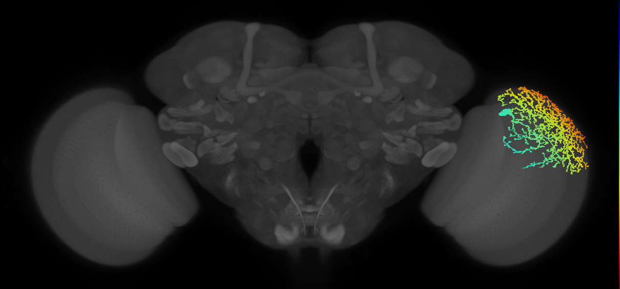 Dm19_R (MaleCNS:12540)