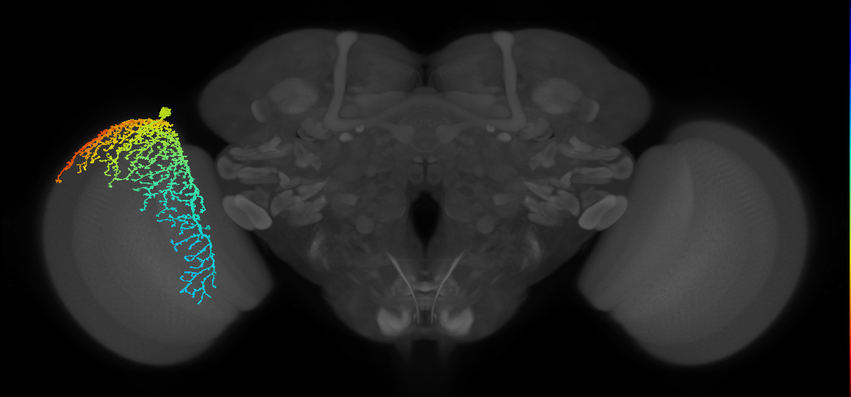 Dm19_L (MaleCNS:10261)