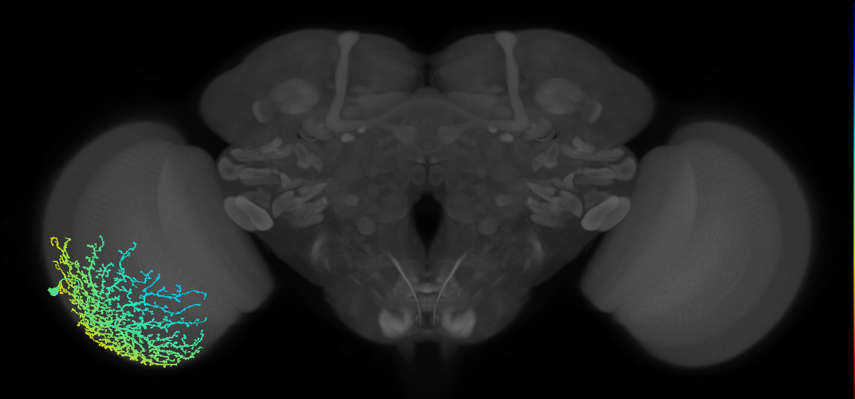 Dm19_L (MaleCNS:10430)